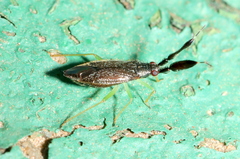 Heterotoma planicornis