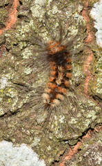 Tumicla sagenaria