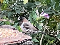 Spermestes cucullata