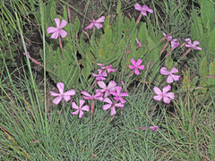 Dianthus basuticus basuticus