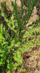 Asparagus rubicundus