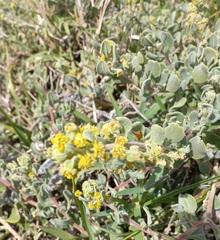 Tetragonia decumbens
