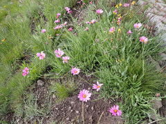 Dimorphotheca jucunda