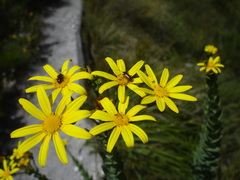 Neoeutrapela