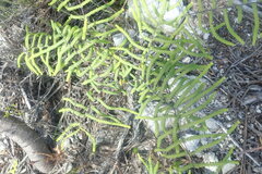 Gleichenia polypodioides