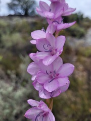 Watsonia marginata