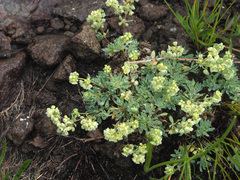 Psammotropha obtusa
