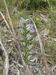 Thelymitra aristata