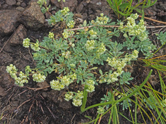 Psammotropha obtusa