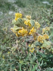 Tetragonia decumbens