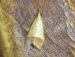 Pseudonoorda rubricostalis