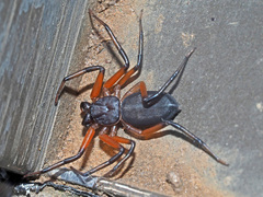 Platyoides walteri