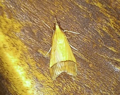 Pseudonoorda rubricostalis