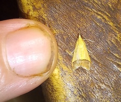 Pseudonoorda rubricostalis