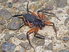 Platyoides walteri