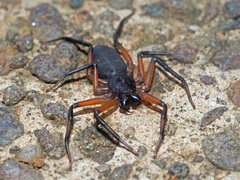 Platyoides walteri