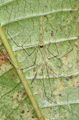 Leptopholcus gracilis