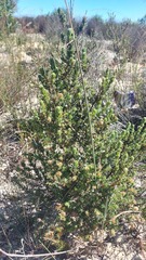 Cliffortia polygonifolia