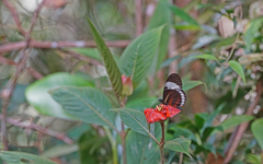 Heliconius cydno