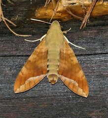 Nephele comma