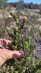 Cliffortia polygonifolia