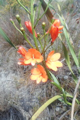 Pillansia templemannii