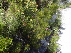 Widdringtonia nodiflora