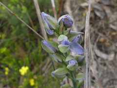 Thelymitra aristata