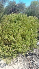 Diastella proteoides