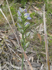 Thelymitra aristata