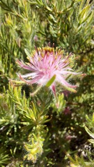 Diastella proteoides