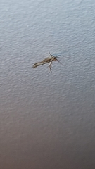 Stathmopoda