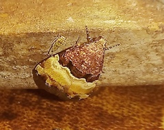 Pseudozarba bipartita