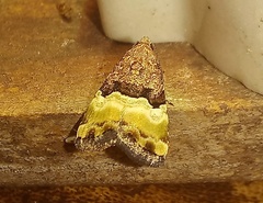 Pseudozarba bipartita