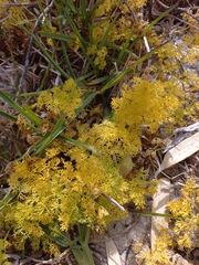 Annesorhiza macrocarpa