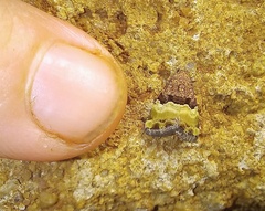 Pseudozarba bipartita