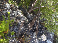 Widdringtonia nodiflora