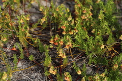 Hermannia pinnata
