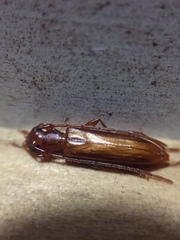 Astetholea pauper