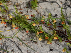 Hermannia pinnata