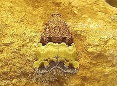 Pseudozarba bipartita