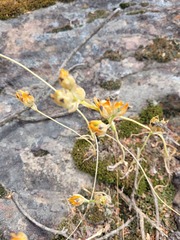 Ornithogalum maculatum