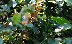 Helicia cochinchinensis