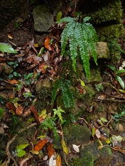 Adiantum hispidulum