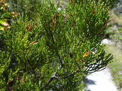 Widdringtonia nodiflora