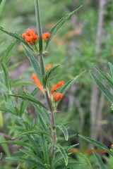 Leonotis leonurus