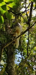 Propithecus diadema