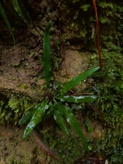Asplenium attenuatum