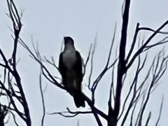 Accipiter melanoleucus