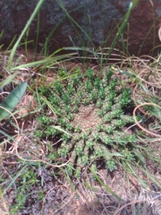 Euphorbia flanaganii